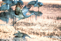 Sandhill Crane Take Off 1