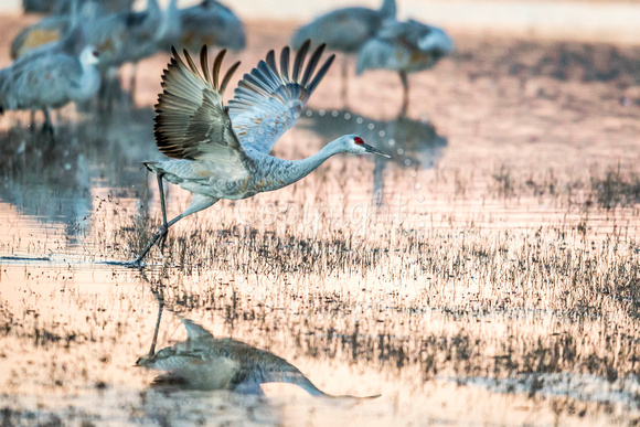 Sandhill Crane Take Off 1