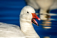 Snow Goose Talking