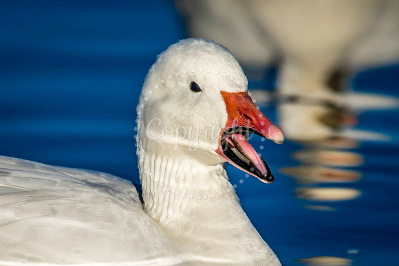 Snow Goose Talking