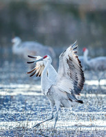 Sandhill Crane Landing 2