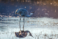 Sandhill Crane 2