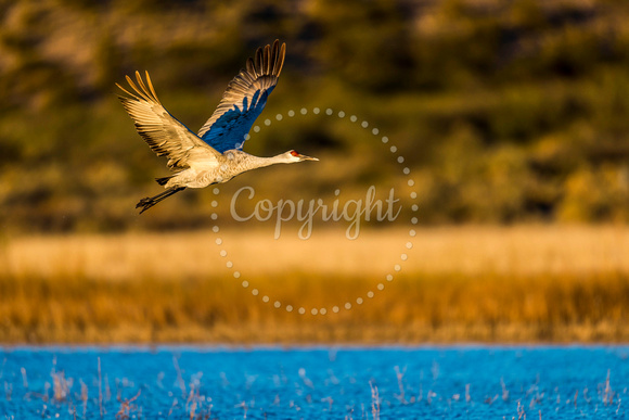 Sandhill Crane Flying 8