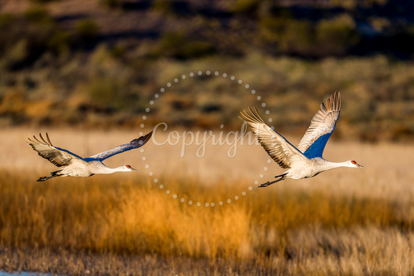 Sandhill Crane Flying 5