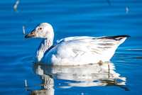 Snow Goose in Pond 1