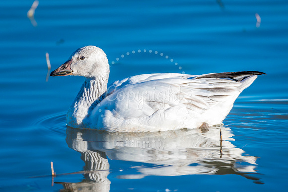 Snow Goose in Pond 1