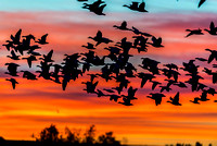 Snow Geese Take Off Sunrise 1