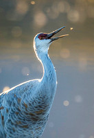 Sandhill Crane 1