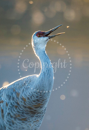 Sandhill Crane 1