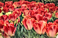 Orange Tulips OA