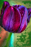 Tulip I PP