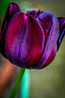 Tulip I Photo