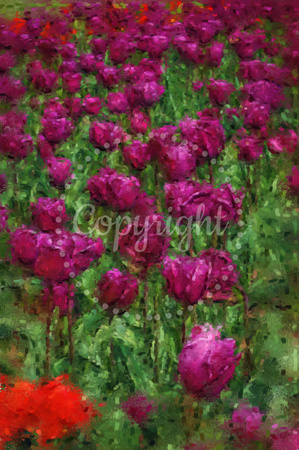 Purple Tulips I PKL