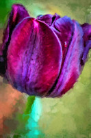 Tulip I WP