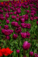 Purple Tulips I Photo