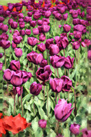 Purple Tulips I OA