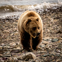 Grizzly II Photo