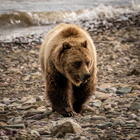 Grizzly II Photo