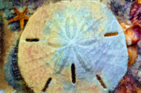 Sand Dollar BIL