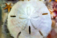 Sand Dollar WP