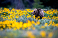 Grizzly in Balsamroot Field